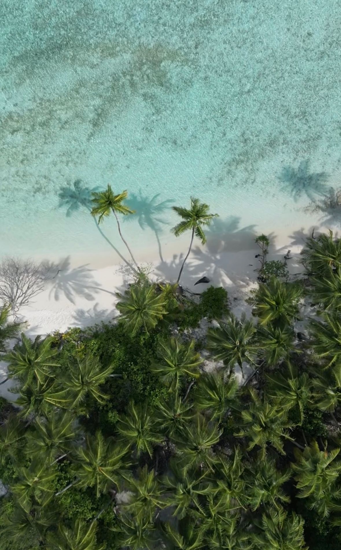 Vista aérea de una playa tropical con palmeras que proyectan sombras sobre la arena blanca y el agua turquesa.