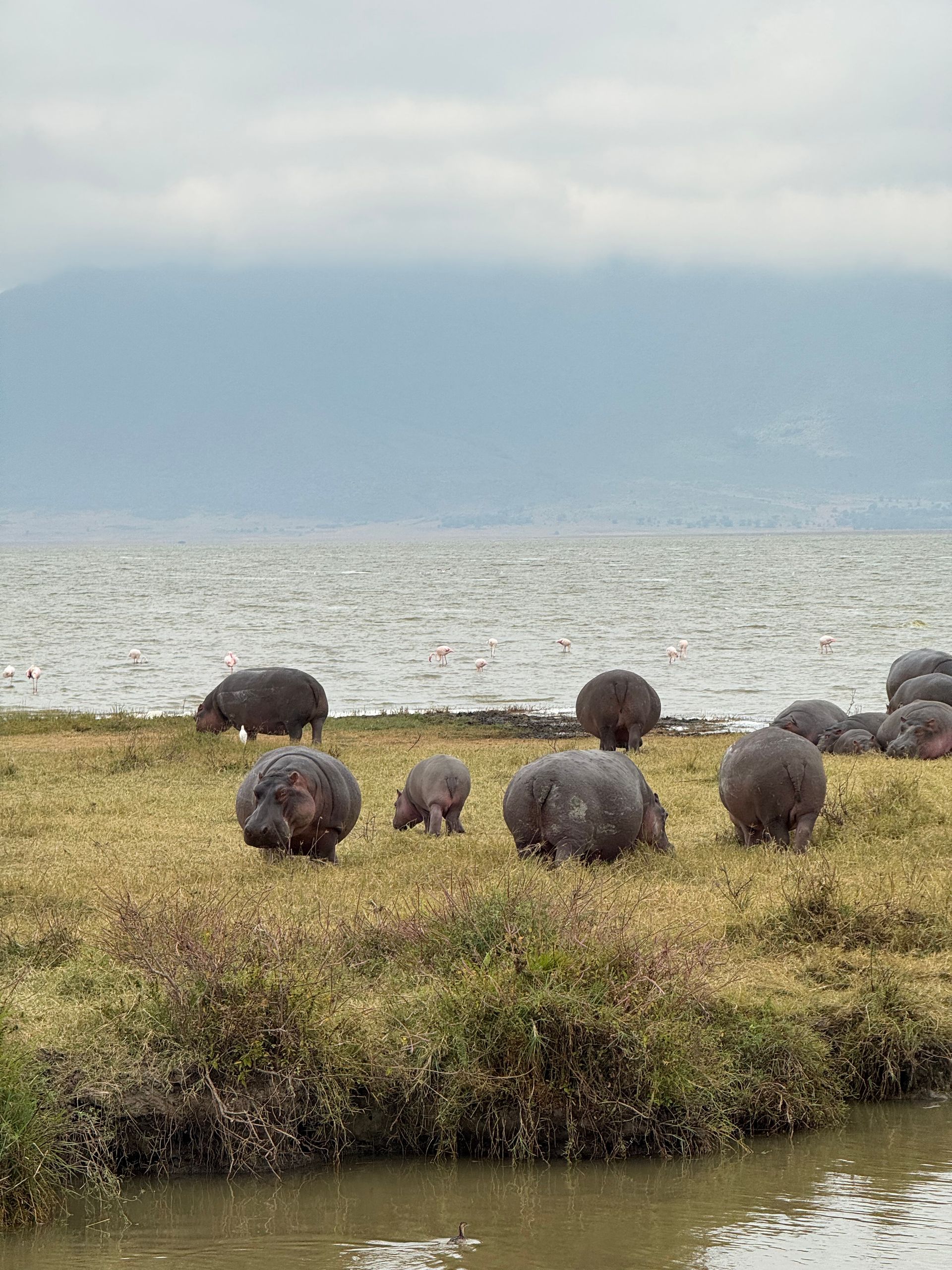 Hipopótamos pastando en una orilla cubierta de hierba cerca del agua, bajo un cielo nublado.