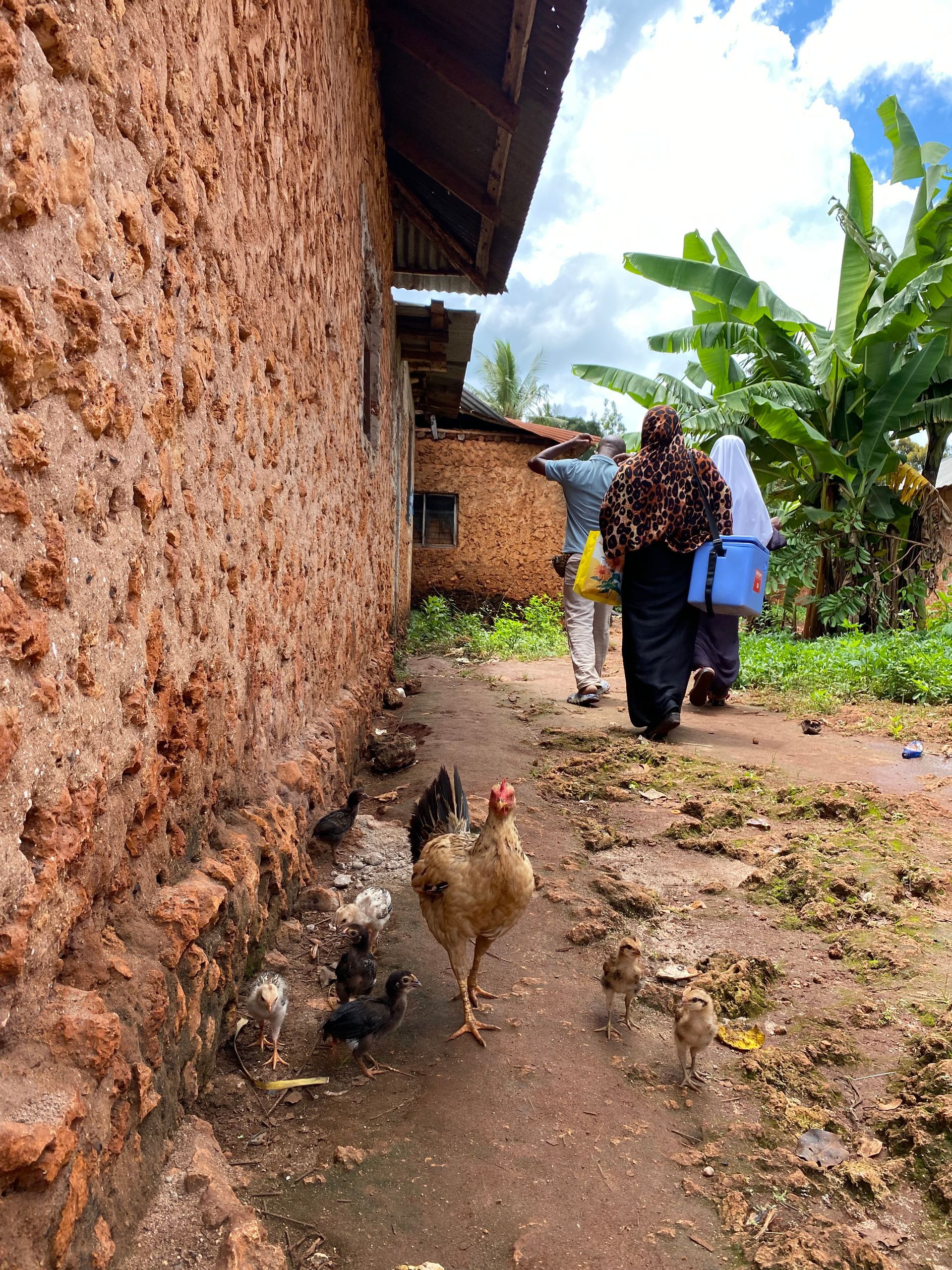 Pollo cerca de un edificio de ladrillo; gente camina por un sendero, llevando un cubo azul.
