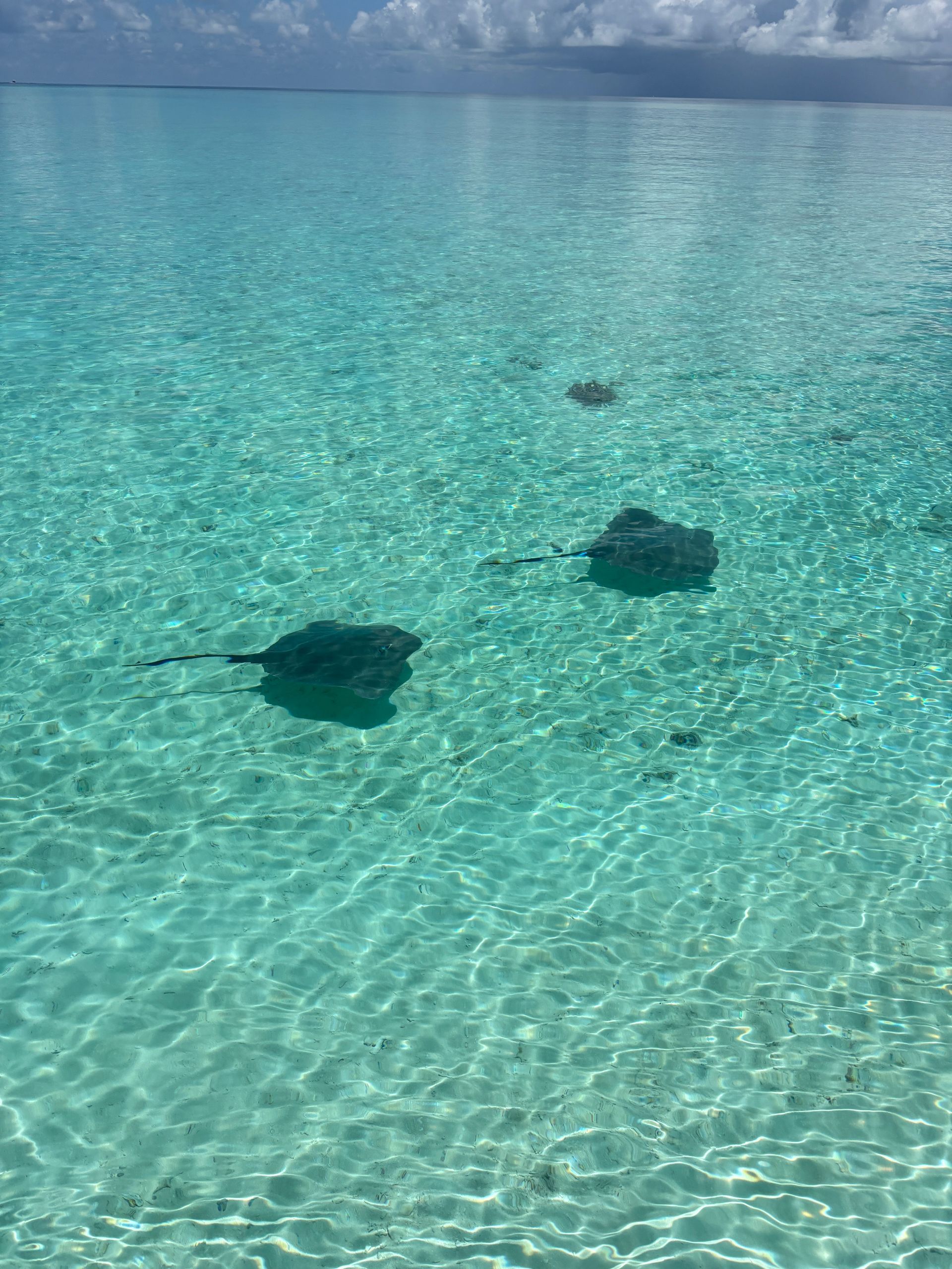 Tres rayas nadan en aguas cristalinas de color turquesa. El cielo es azul pálido con nubes.