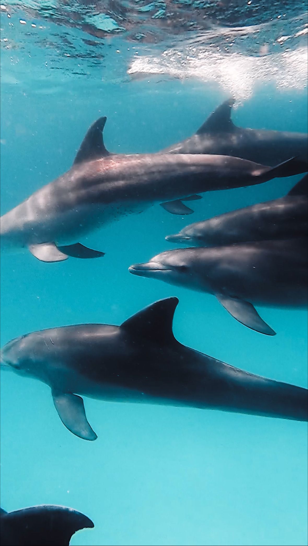 Delfines nadando en aguas cristalinas de color azul, vistos desde abajo.