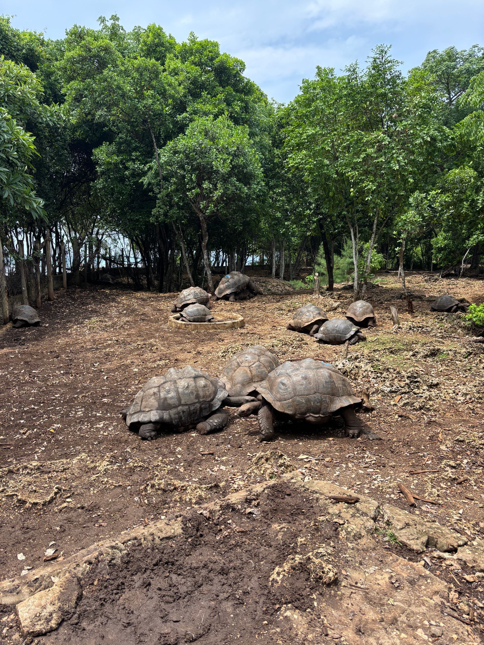 Tortugas gigantes descansando sobre tierra marrón cerca de los árboles.