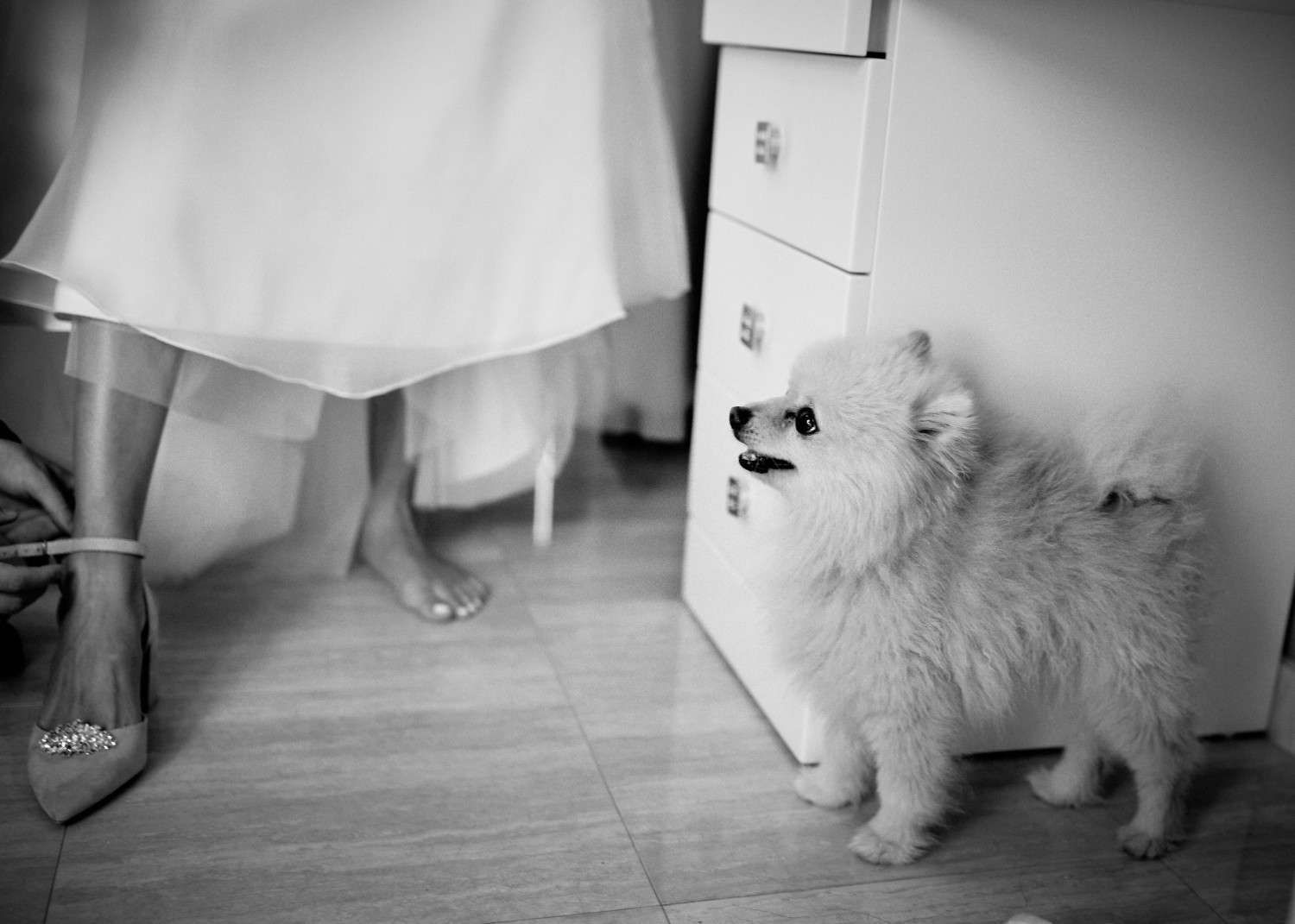 Un perro peludo mira hacia arriba junto a los pies de una mujer con vestido, cerca de un armario en la cocina de una casa.
