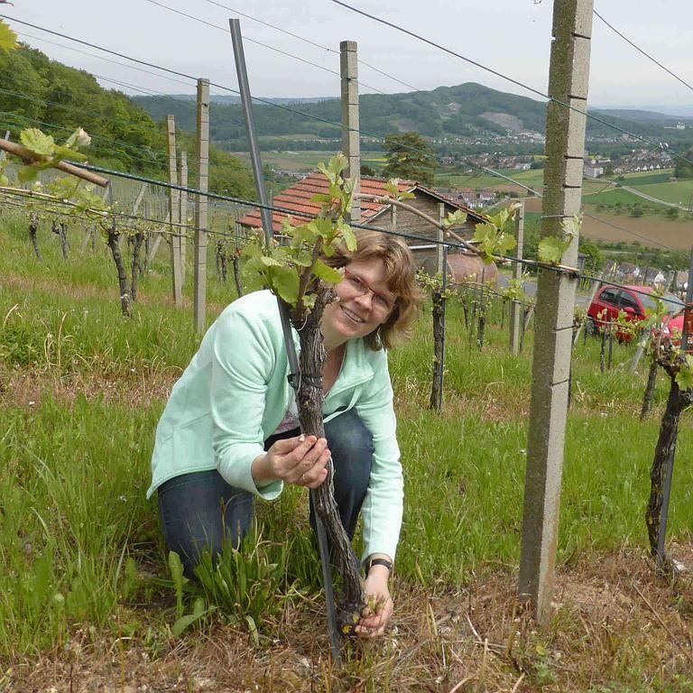 Weinbau Peter Zimmermann - Oberflachs