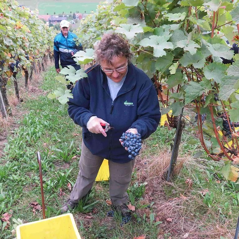 Weinbau Peter Zimmermann - Oberflachs