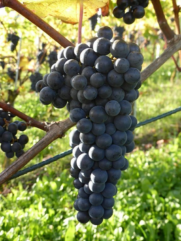 Weinbau Peter Zimmermann - Oberflachs