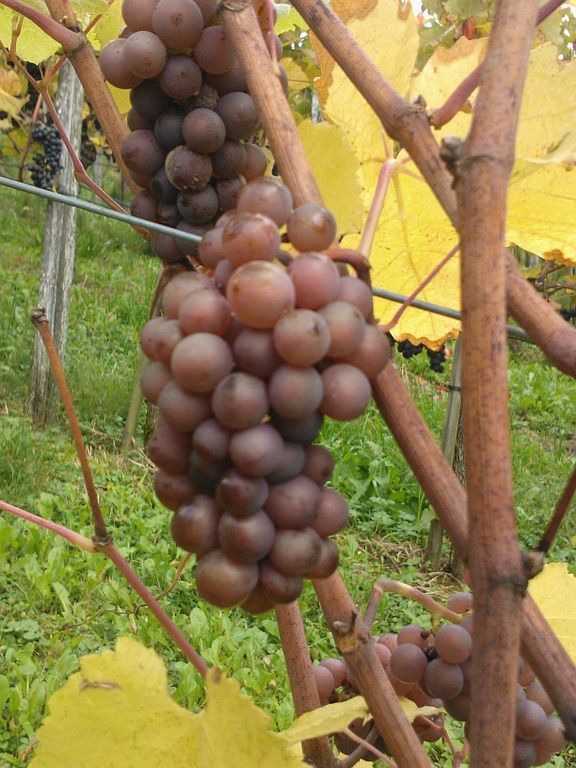 Weinbau Peter Zimmermann - Oberflachs