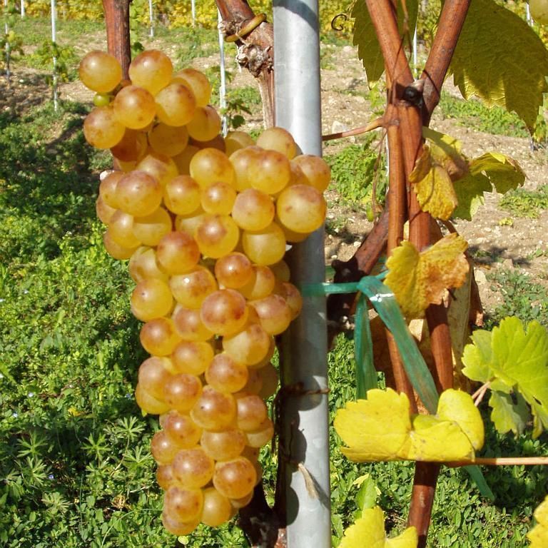 Weinbau Peter Zimmermann - Oberflachs