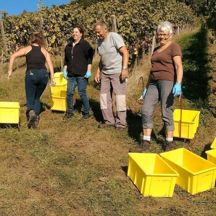 Weinbau Peter Zimmermann - Oberflachs