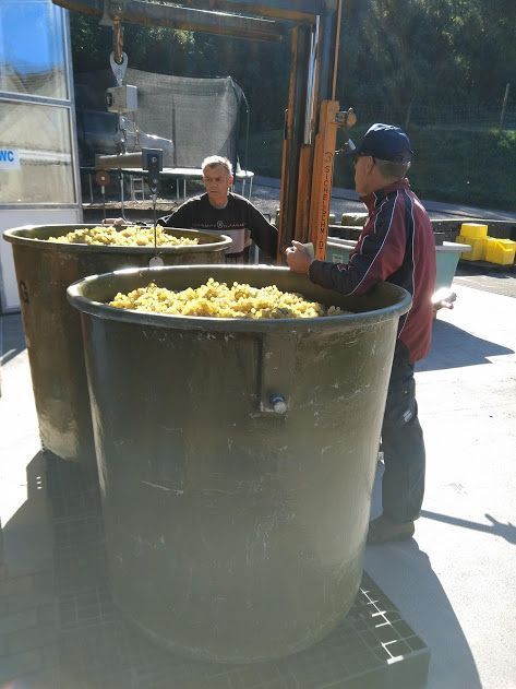 Weinbau Peter Zimmermann - Oberflachs