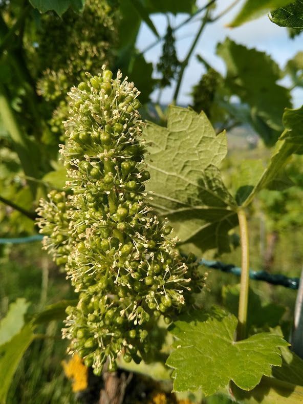 Weinbau Peter Zimmermann - Oberflachs