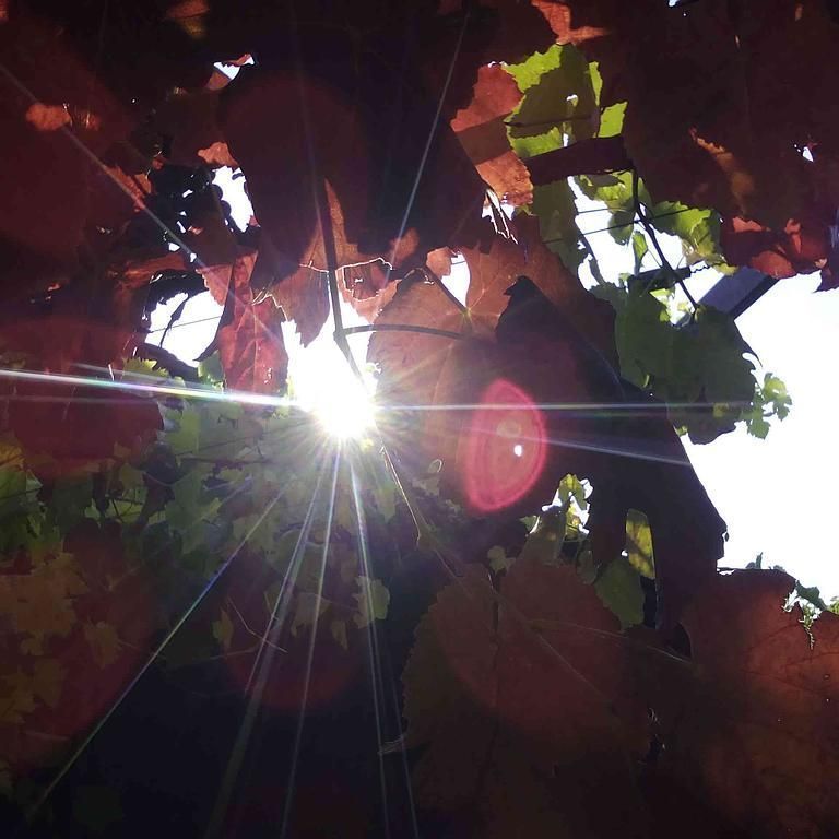 Weinbau Peter Zimmermann - Oberflachs