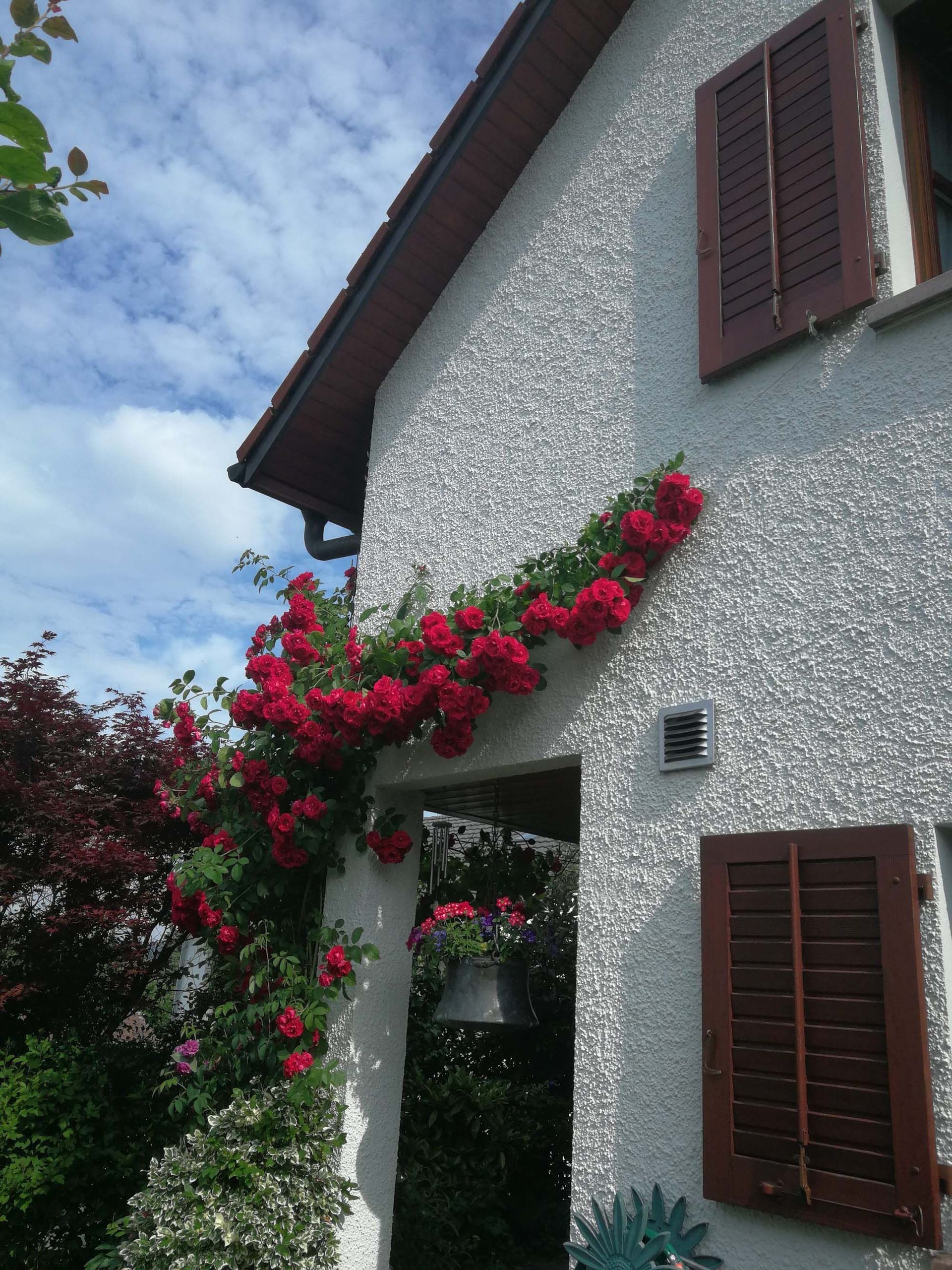 Gartenunterhalt, Gartnpflege - Moser Service rund um Haus & Garten GmbH - Wohlen AG