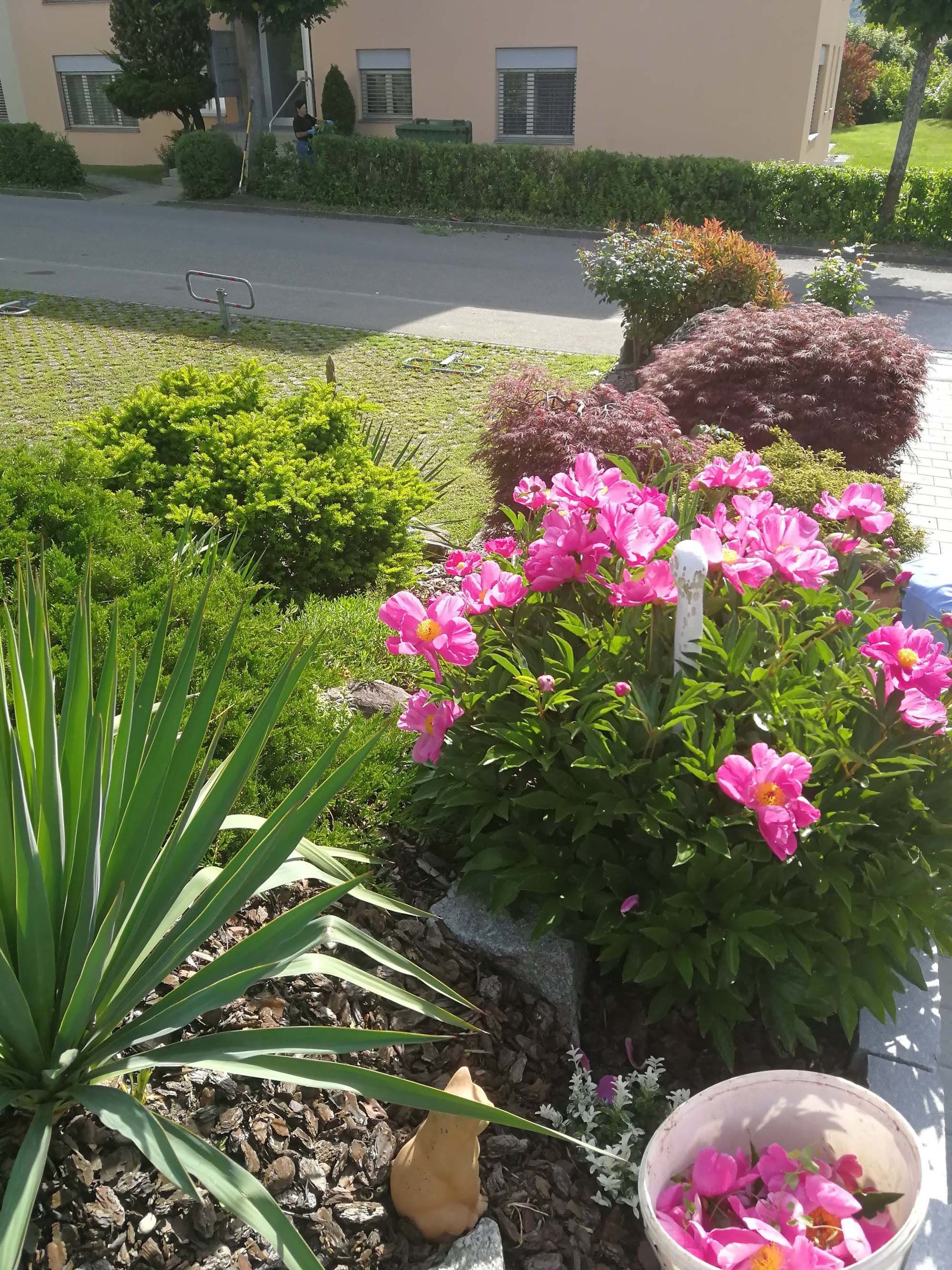 Gartenunterhalt, Gartnpflege - Moser Service rund um Haus & Garten GmbH - Wohlen AG