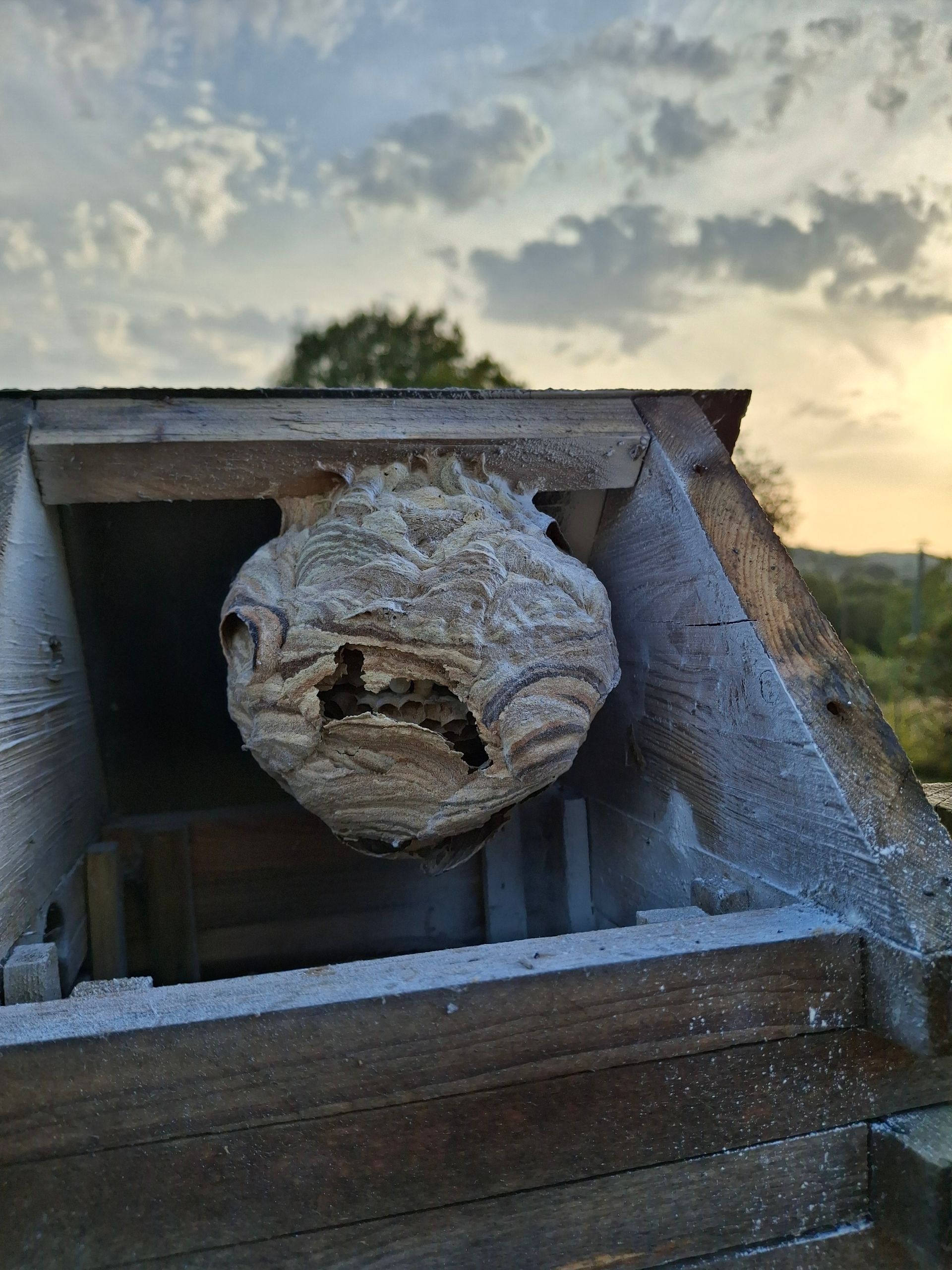 Nid de guêpes, gris et beige, dans une structure en bois, se détachant sur un ciel de coucher de soleil.