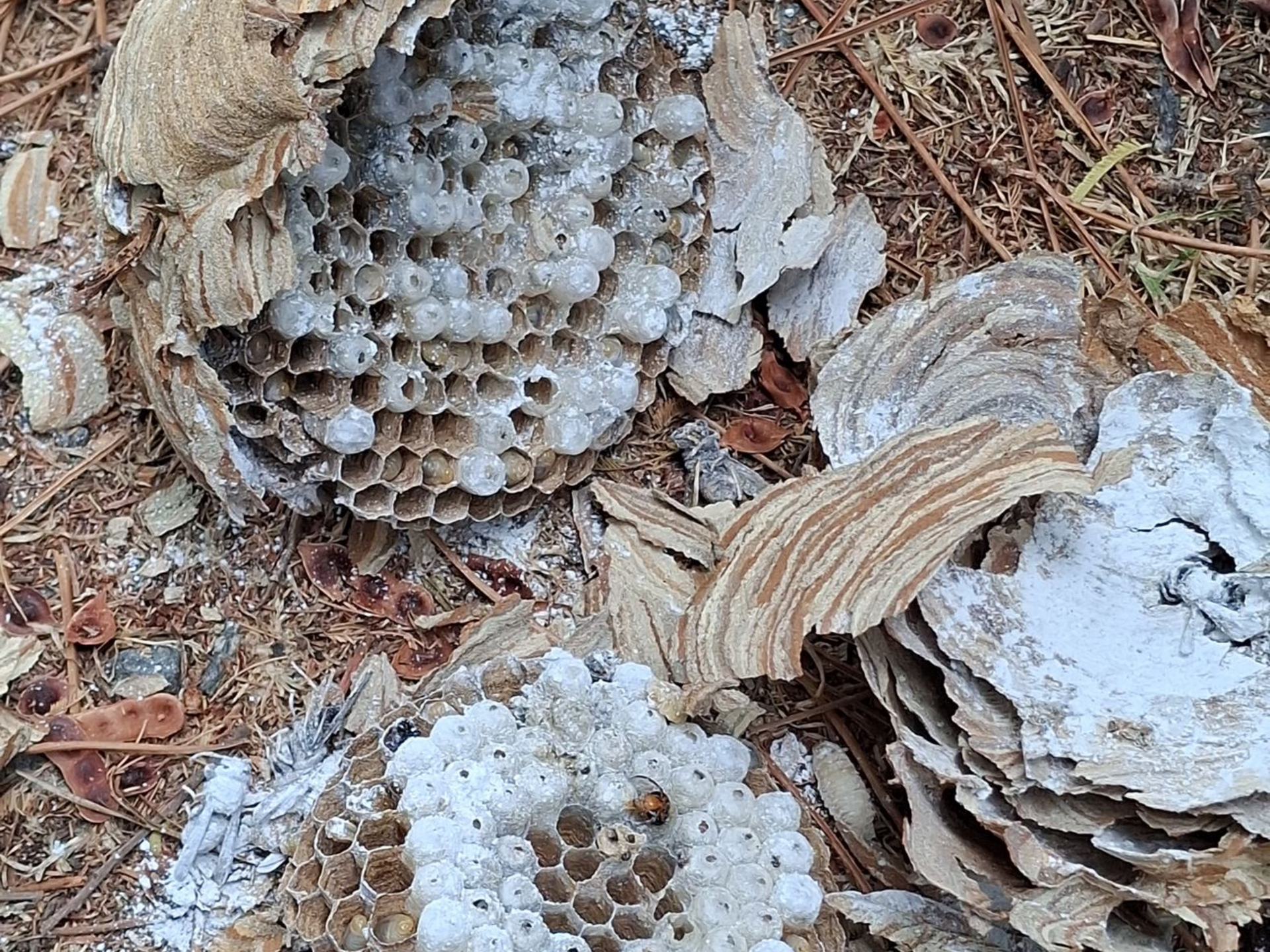 Nids de guêpes brisés et abandonnés sur le sol. Cellules en nid d'abeille en couches  beige clair et blanc.