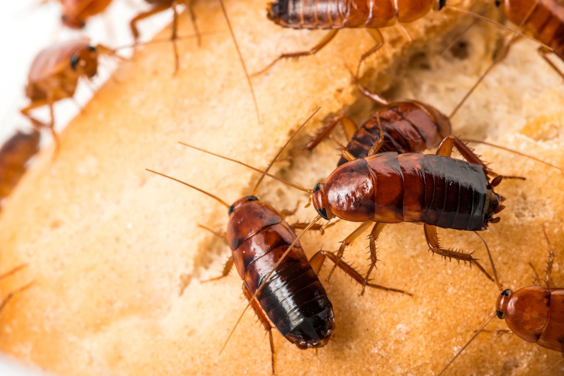 Des cafards grouillant sur un morceau de pain, des insectes bruns.