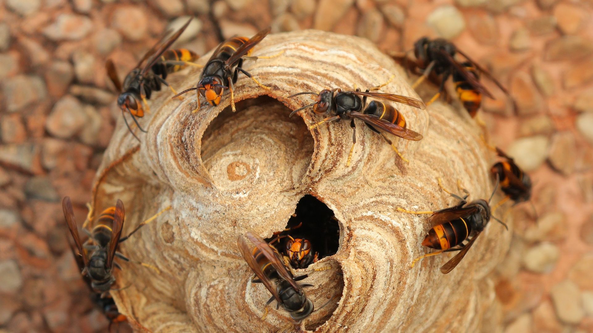 Frelons sur un nid, insectes orange et noir regroupés autour de l'entrée de leur nid brun clair.