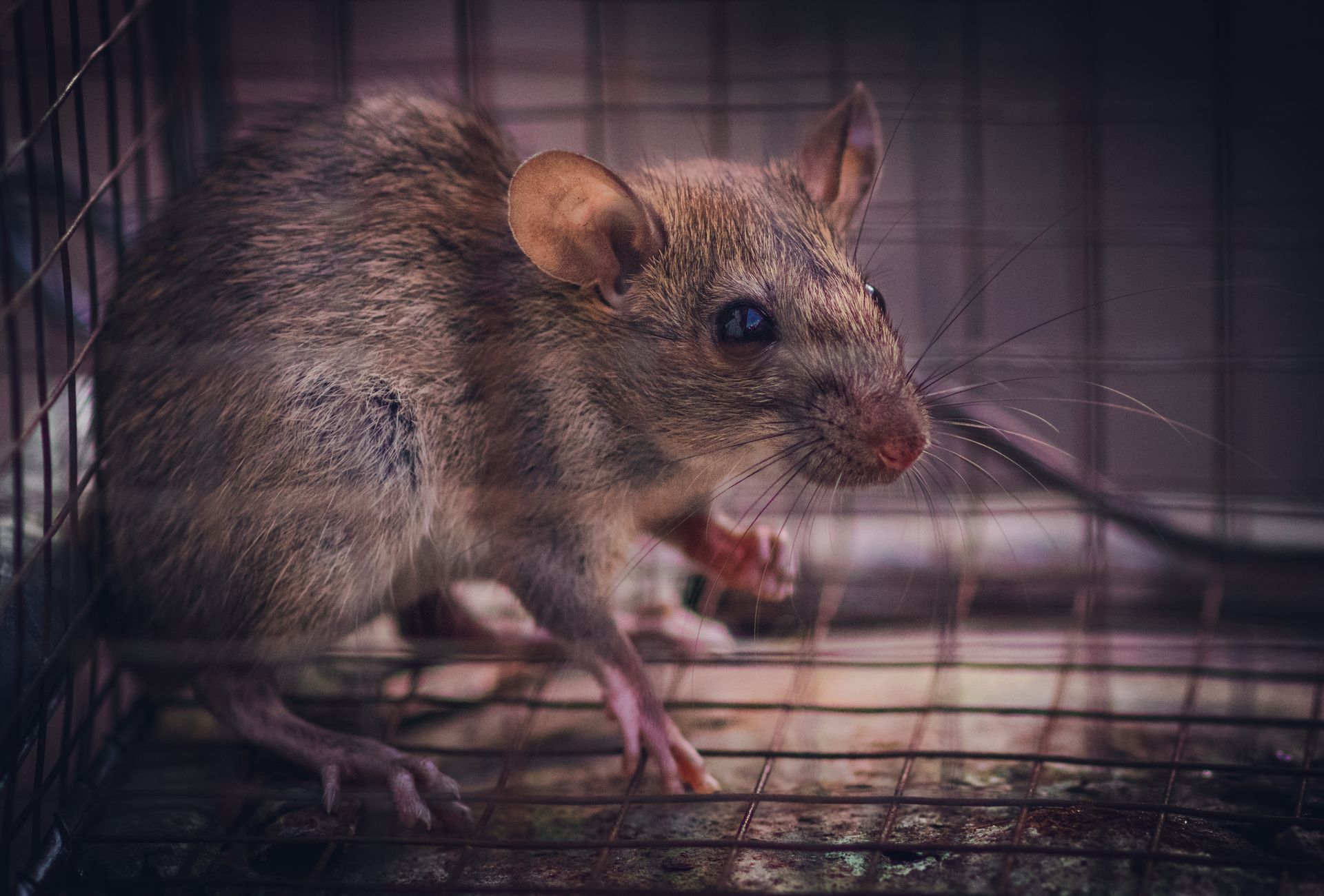 Un rat brun piégé dans une cage grillagée, l'air alerte avec une expression méfiante.