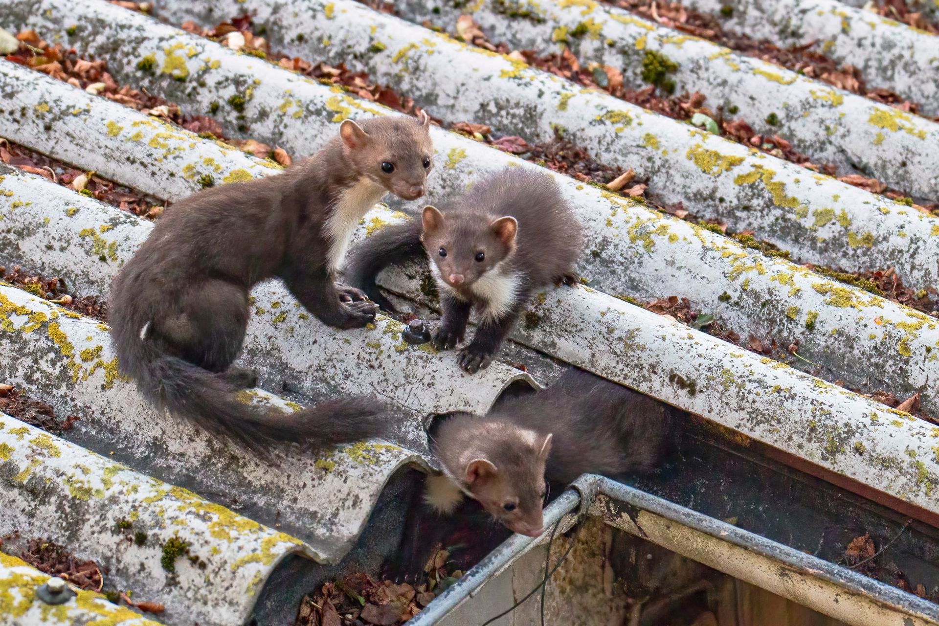 Trois martres sur un toit couvert de mousse. L'une regarde vers le haut, l'autre près d'un drain, et la troisième regarde dehors.