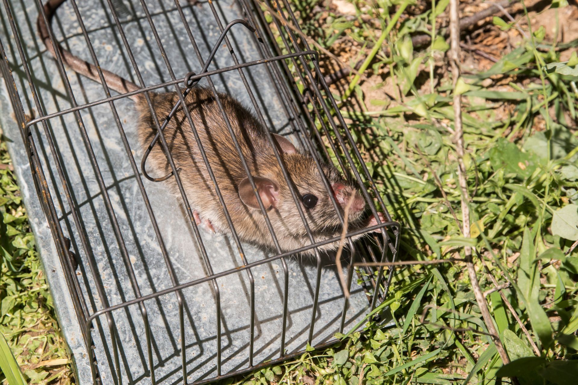 Rat brun piégé dans une cage métallique, se reposant sur une zone herbeuse verte.