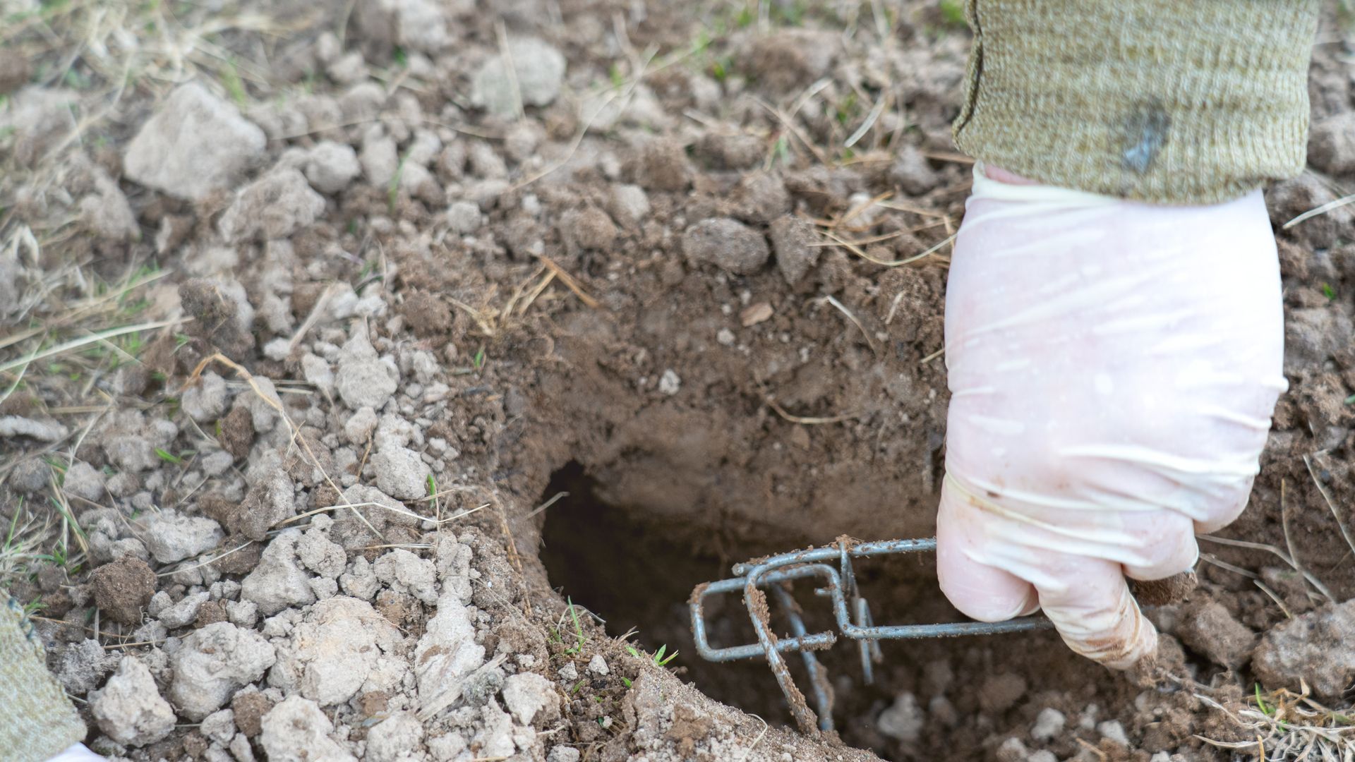 Main gantée posant un piège en métal dans un terrier dans la terre.