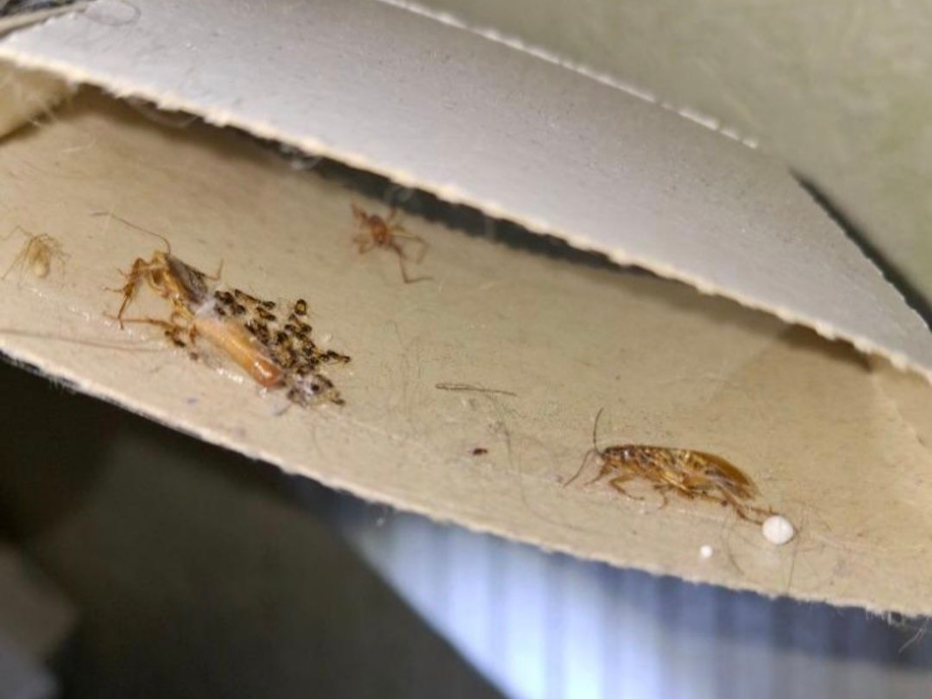 Cafards et petits insectes piégés dans un piège à insectes collant.