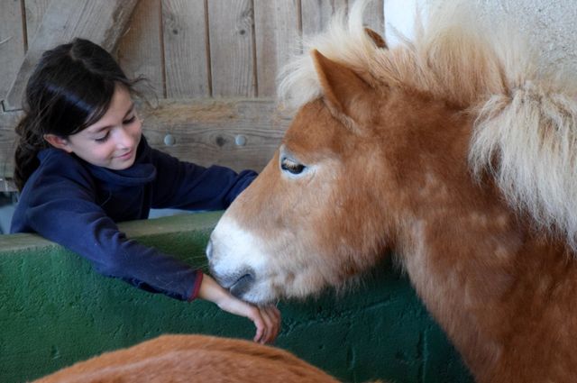 Decouvrez Nos Pitchouns Et Nos Bebes Poneys Situes A Bouguenais