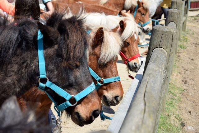 Decouvrez Nos Pitchouns Et Nos Bebes Poneys Situes A Bouguenais