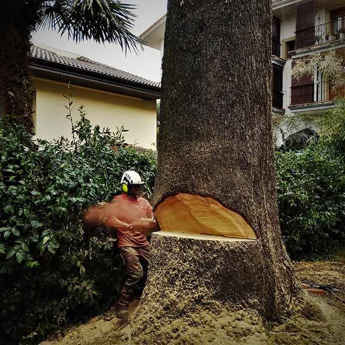 Un hombre está de pie junto a un árbol que ha sido cortado por la mitad.