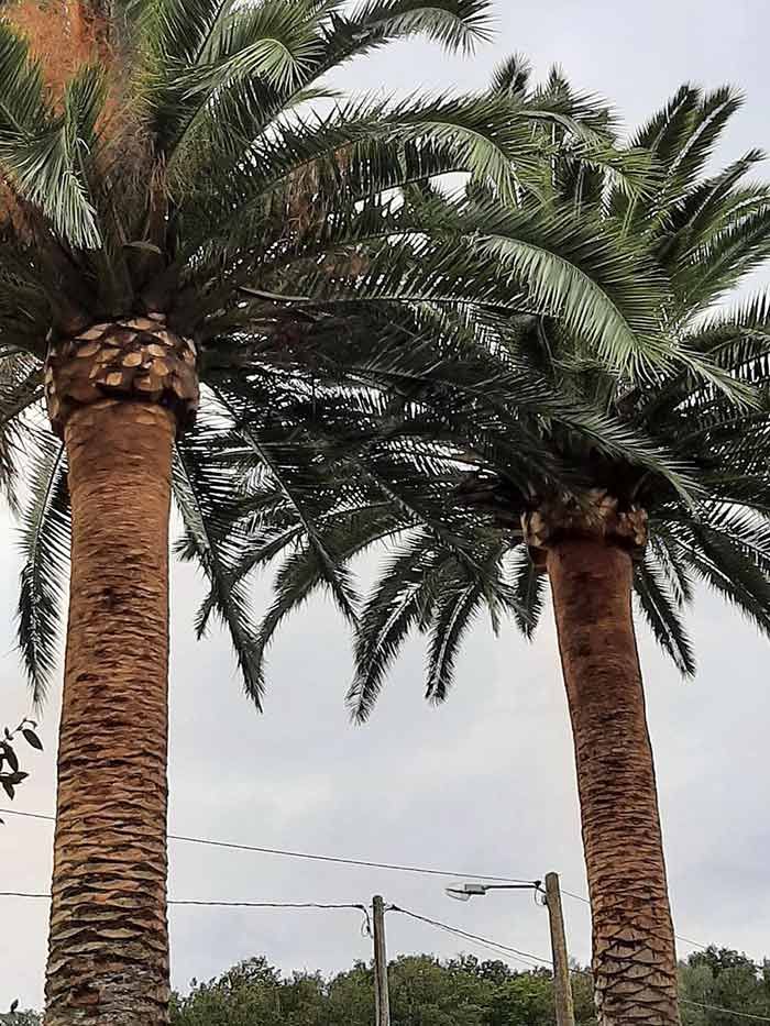 Dos palmeras están una al lado de la otra frente a un cielo nublado.