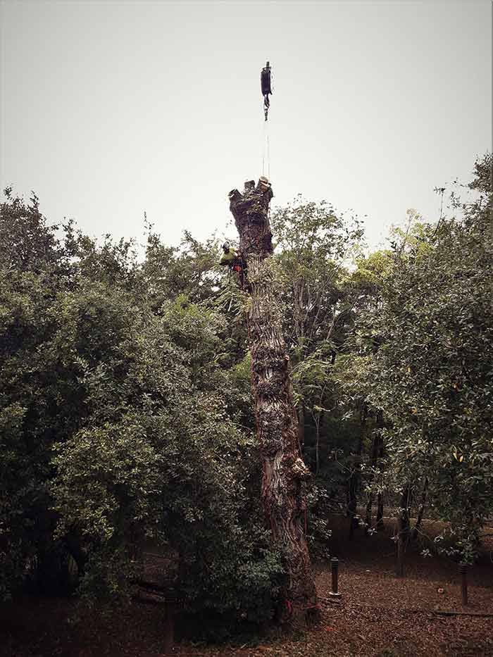 Un grupo de personas está trepando un árbol en el bosque.