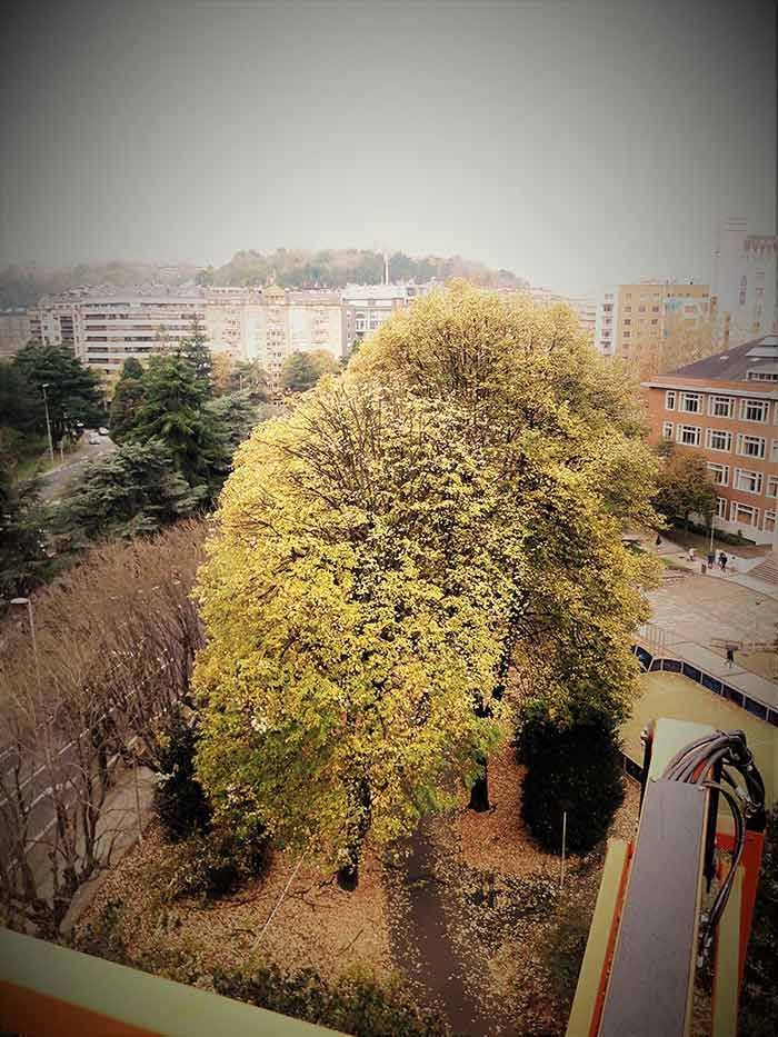 Una vista aérea de una ciudad con un gran árbol en primer plano.
