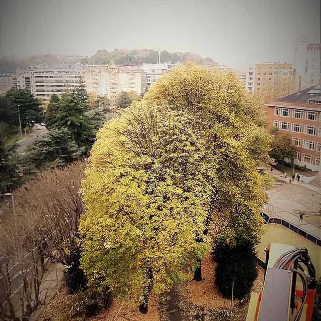 Una vista aérea de una ciudad con un gran árbol en primer plano.