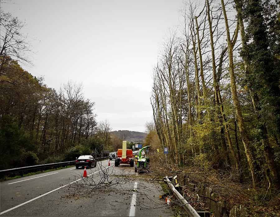Están talando un árbol al costado de una carretera.