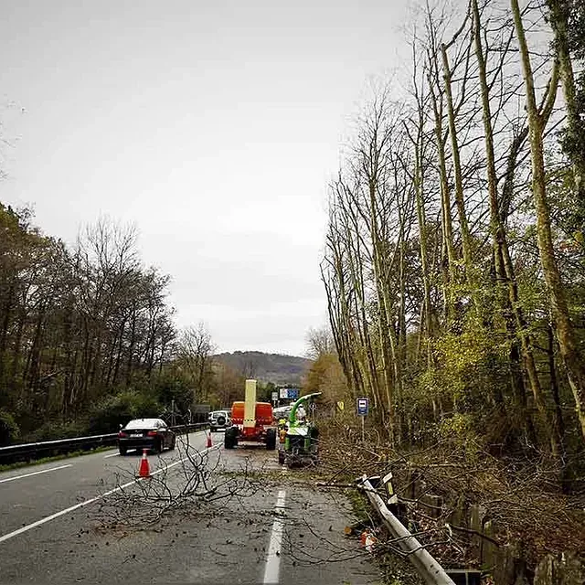 Un coche circula por una carretera al lado de un árbol caído.