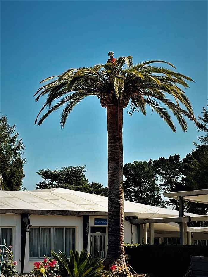 Una palmera alta frente a una casa blanca