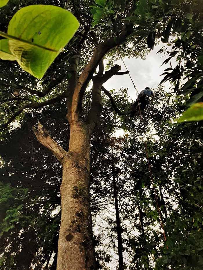 Mirando hacia un árbol con muchas hojas