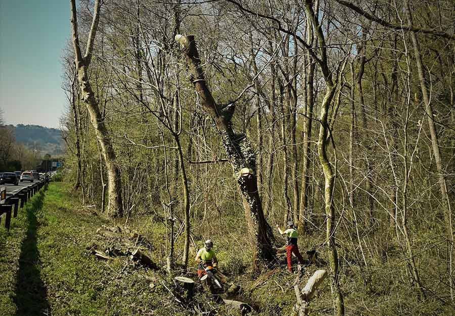 Un grupo de personas está talando árboles en un bosque.