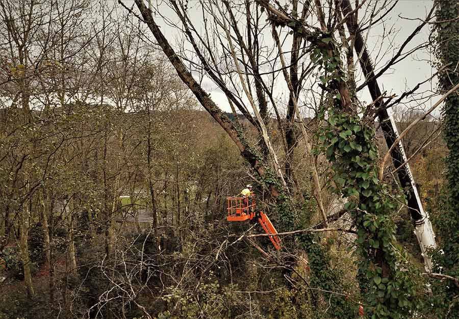 Un hombre está cortando un árbol con una motosierra en un bosque.