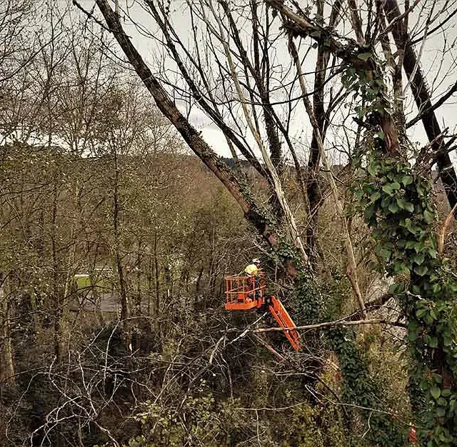 Un hombre está cortando un árbol con una grúa en el bosque.