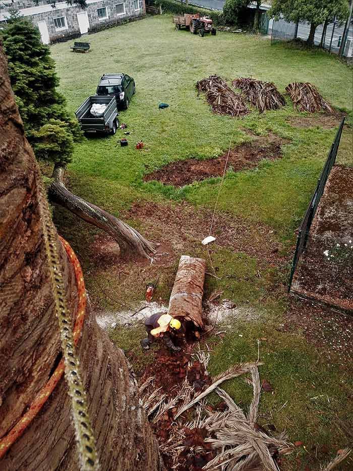Un grupo de personas está talando un árbol en un patio.