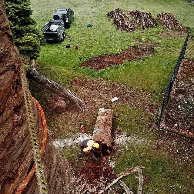 Un hombre está cortando el tronco de un árbol con una motosierra.