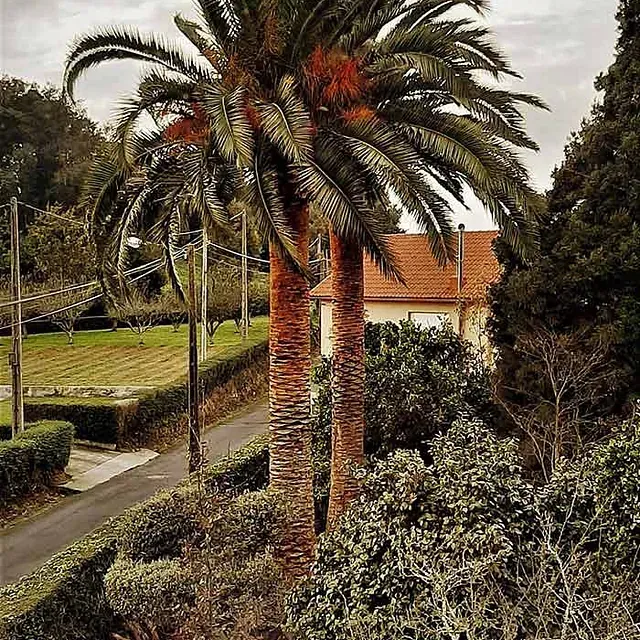 Una palmera frente a una casa con techo rojo