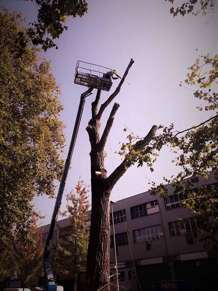 Una grúa está cortando un árbol frente a un edificio.