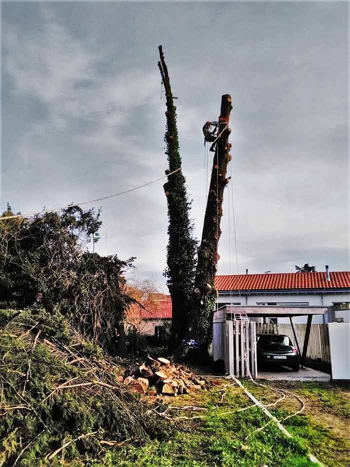 Un hombre está trepando un árbol frente a una casa.
