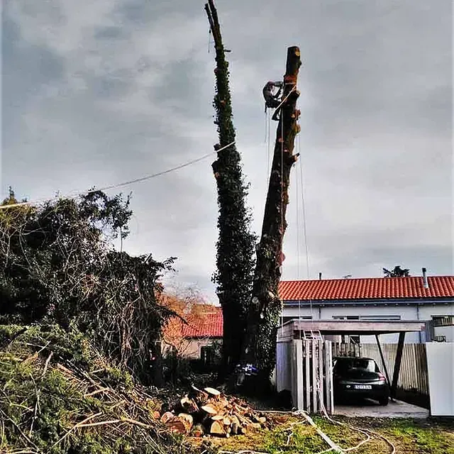 Un hombre está trepando un árbol frente a una casa.