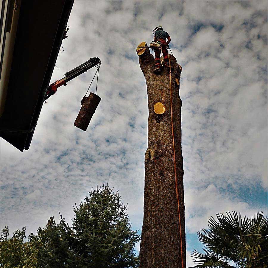 Un tocón de árbol está siendo levantado por una grúa