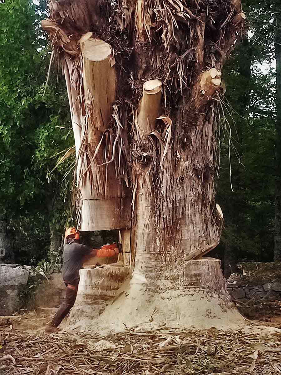 Un hombre está cortando un árbol grande con una motosierra.