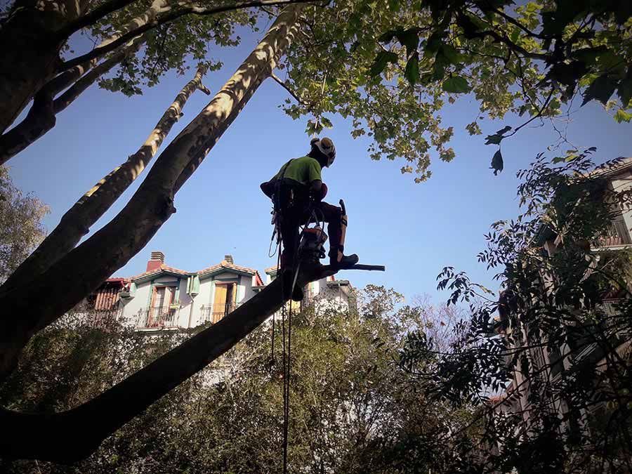 Un hombre está cortando una rama de árbol con una motosierra.